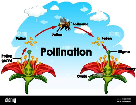 Cross Pollination Diagram