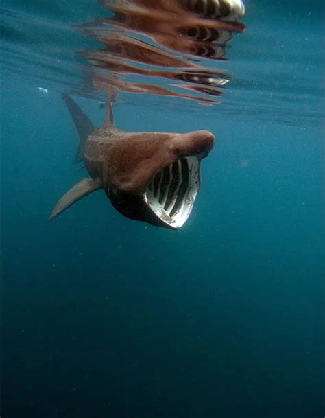 Basking Shark - Description, Habitat, Image, Diet, and Interesting Facts