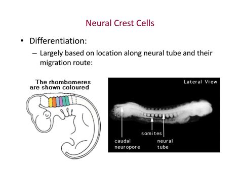 PPT - Neurulation PowerPoint Presentation, free download - ID:1270086