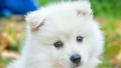 Cute White Puppy HD Animals Wallpapers | HD Wallpapers | ID #39957