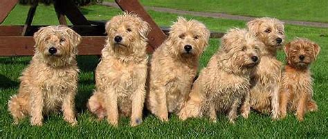 Dutch Smoushond - Puppies, Rescue, Pictures, Information, Temperament, Characteristics | Animals ...