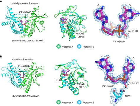 Frontiers | Activation of STING Based on Its Structural Features