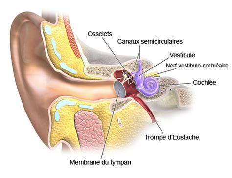 Les troubles du système vestibulaire - Clinique Ostéoforme