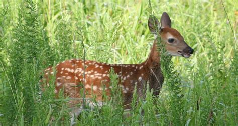 6 Reasons Not To Rescue Young Wildlife – Georgia Wildlife Blog