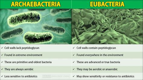 What Are The Differences Between Eubacteria And