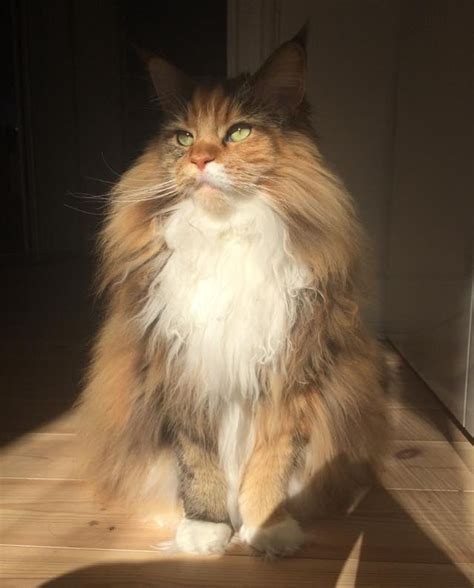 Fluffy Maine Coon Cat Can't Contain Her Magnificent Floof (9 Photos ...