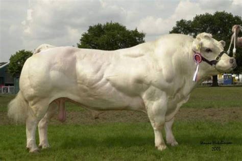 Belgian Blue Cattle