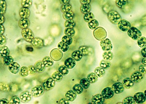 Cyanobacteria (Blue-Green Algae)