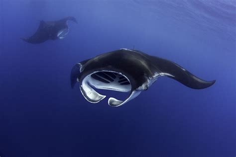 Discover Amazing Manta Ray Facts