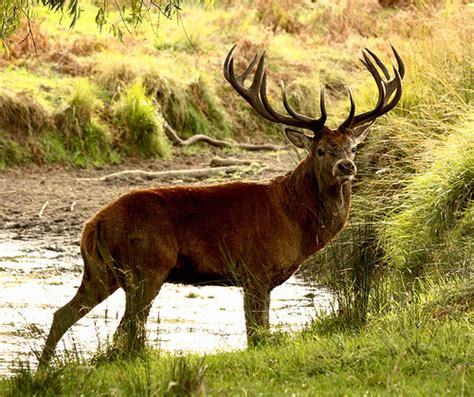 Deer (Red) - Overview | Young People's Trust For the Environment