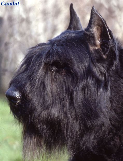 Bouvier des Flandres Breed Guide - Learn about the Bouvier des Flandres.