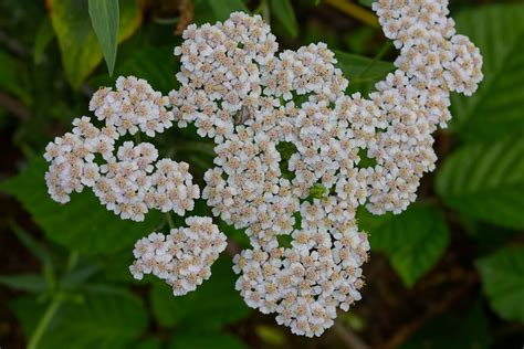 A Close-Up Shot of Yarrow Flowers in Bloom · Free Stock Photo