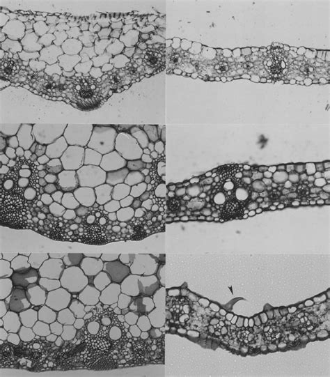 Leaf sections at base of leaves. Fig. 12. Midrib of leaf 3. Fig. 13 ...