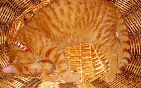 Cat sleeping in the basket wallpaper | animals | Wallpaper Better