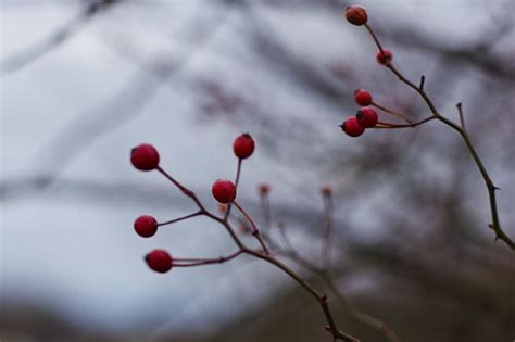 wild rose hips | pepperberryfarm | Flickr