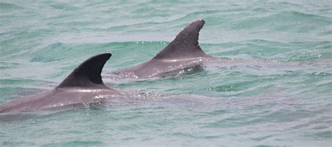 12 Different Dolphin Dorsal Fins - Clearwater Marine Aquarium