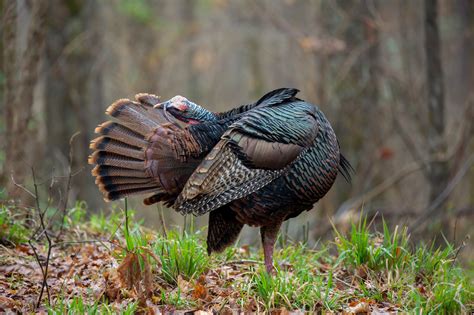 Wild Turkey Behavior - The National Wild Turkey Federation