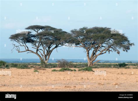 Acacia tortilis hi-res stock photography and images - Alamy