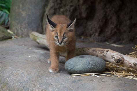 What's a caracal kitten? Cute | KVAL