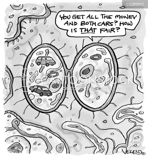 Mitosis Meiosis Cartoon