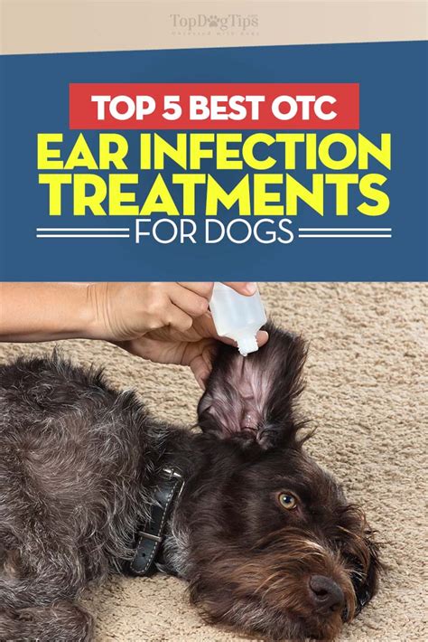 What Causes Ear Yeast Infections In Dogs