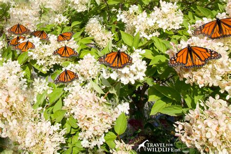 How to Make a Butterfly Garden and Other Ways to Help Save Monarchs from Extinction | Travel For ...