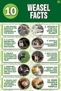 10 Fascinating Facts About Weasels - A-Z Animals