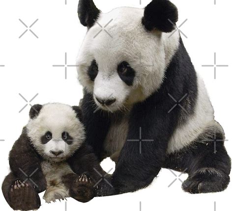 "Baby and Mom Pandas White" by ausonash | Redbubble