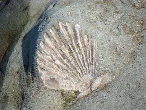 Shell Fossil 1 Free Photo Download | FreeImages