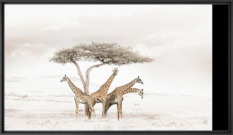 GATHERING GIRAFFES, Giraffe, KLAUS TIEDGE · Art photographs · YellowKorner