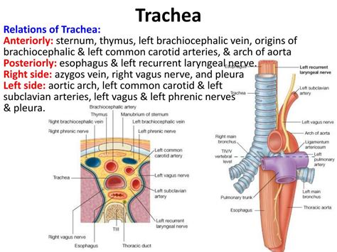 [DIAGRAM] Diagram Of Aorta And Trachea - MYDIAGRAM.ONLINE