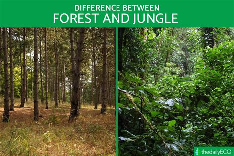 Forests and Jungles - Differences, Types and Characteristics