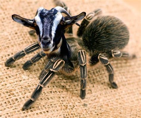 spidergoat.