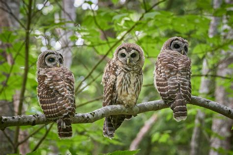 How to Photograph Wildlife in Acadia National Park, USA | Nature TTL