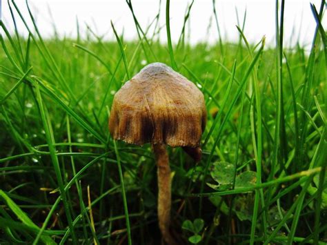 Shroomery - Psilocybe baeocystis