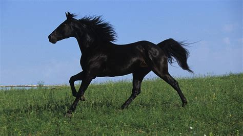 Beautiful Wallpapers: Black Horse Wallpapers