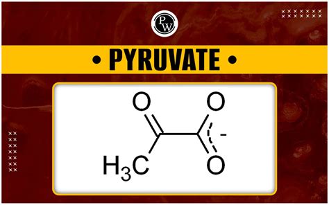 Pyruvate - Definition, Structure, Formula And Biological Reactions