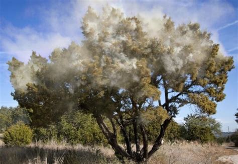 Cedar pollen to fall, oak pollen to rise | TPR