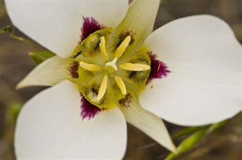 Sego Lily Flower Pictures | Best Flower Site