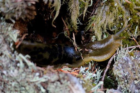 Banana Slug XI Photograph by Nicholas Miller - Fine Art America