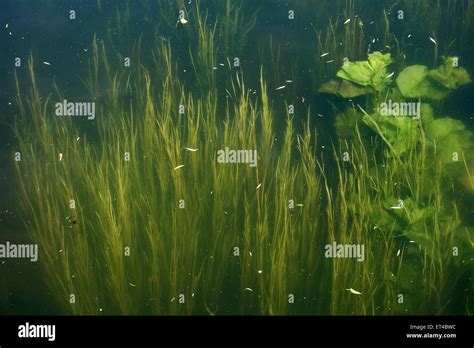 River plants uk underwater hi-res stock photography and images - Alamy