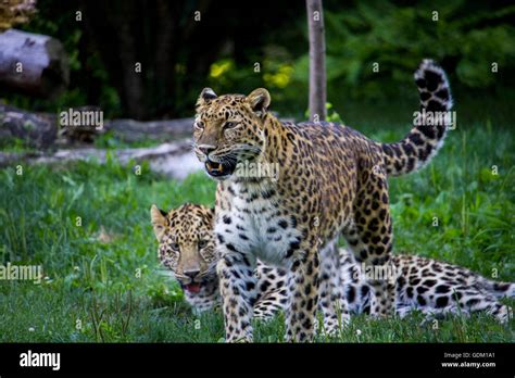 Amur Leopards playing Stock Photo - Alamy