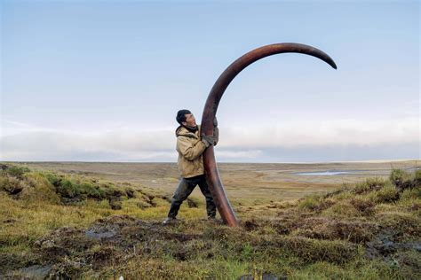 A woolly mammoth's tusk is unearthed from a Siberian riverbed : pics