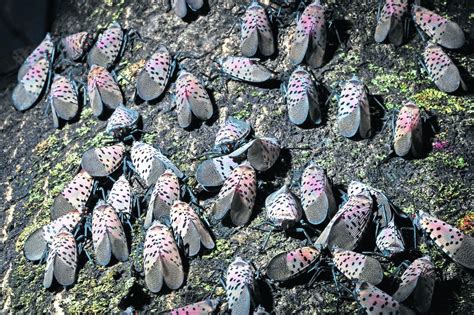 Spotted lanternfly eggs are now hatching across much of Pennsylvania ...