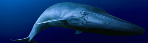 Blue whale ~ Everything You Need to Know with Photos | Videos