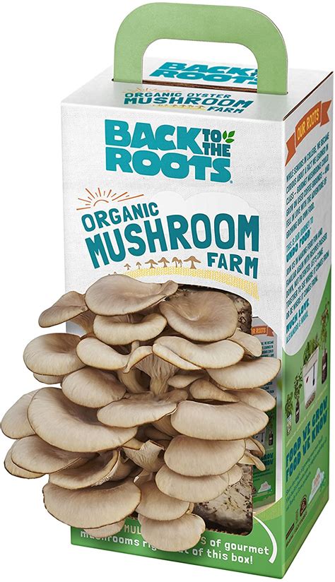 Best Mushroom Growing Kits for Beginners and Experts