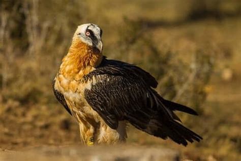 Meet 10 Interesting Carrion-Eating Animals - My Animals