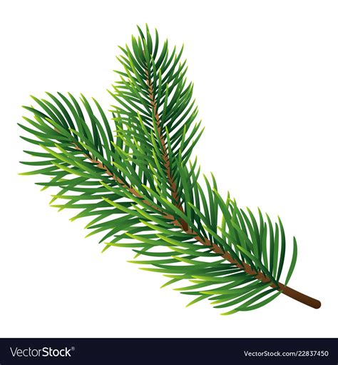 Pine tree branch icon realistic style Royalty Free Vector