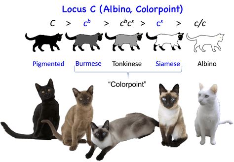 Cat Genetics 2.0: Colours | Laboratoire de génétique vétérinaire