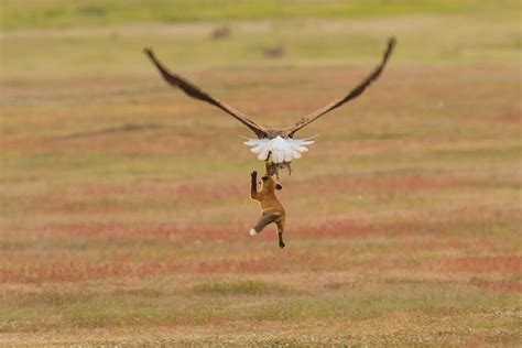 The story behind this dramatic photo of an eagle clutching a rabbit and a dangling fox | CBC Radio